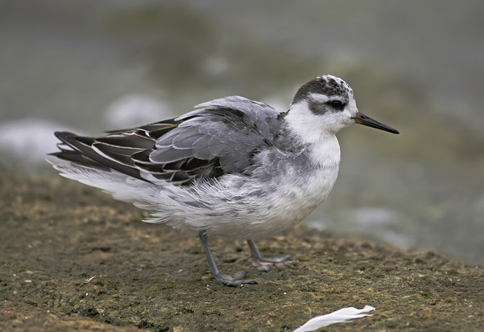 Grey Phalarope