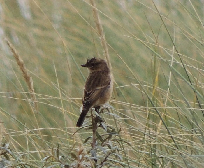 Stejneger's Stonechat