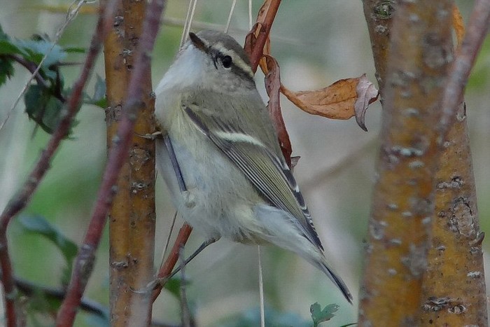 Hume's Yellow-browed Warbler