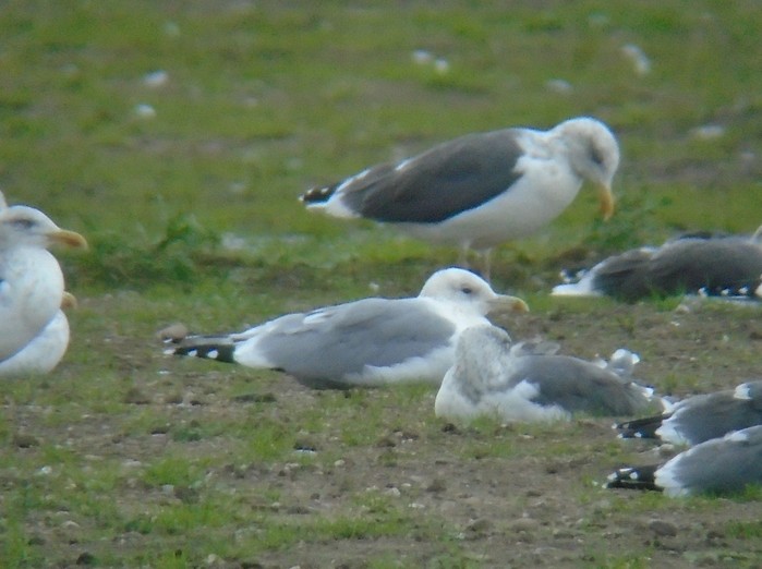 Caspian Gull