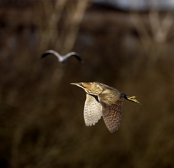 Bittern