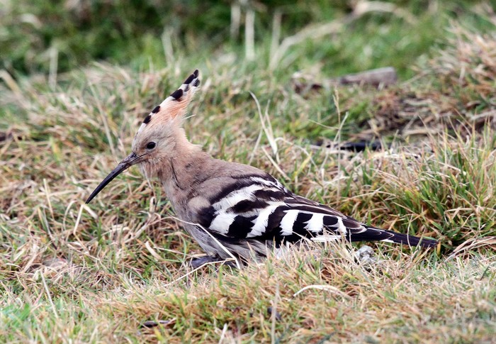 Hoopoe