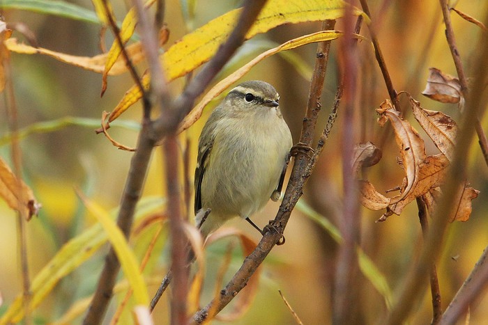 Hume's Yellow-browed Warbler