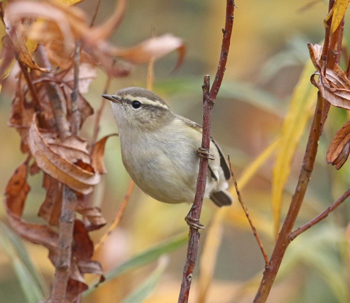 Hume's Yellow-browed Warbler