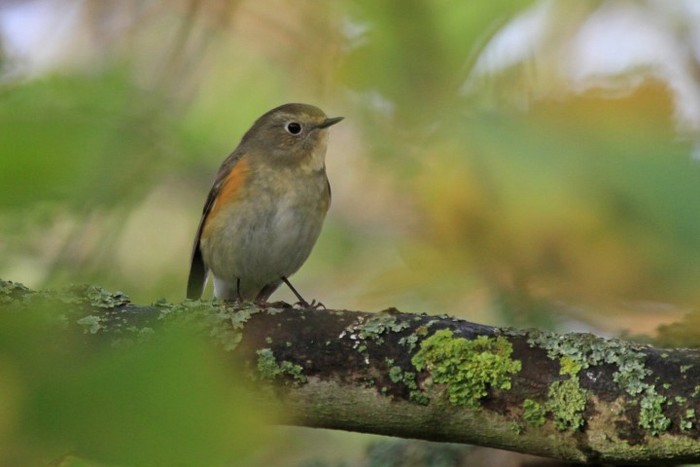 Red-flanked Bluetail