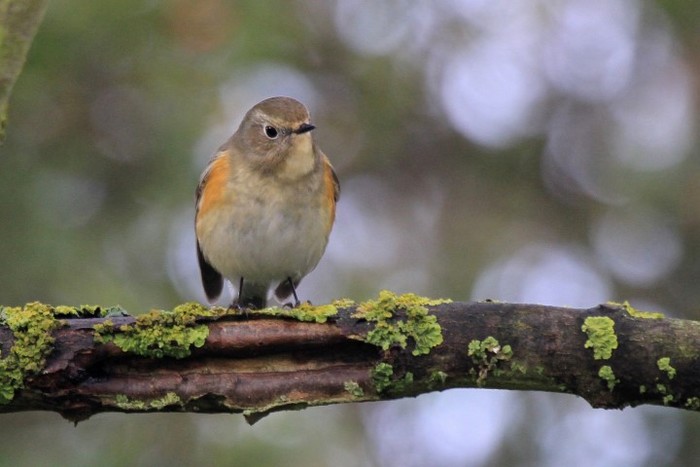 Red-flanked Bluetail