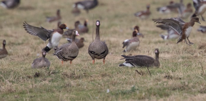 Eurasian White-fronted Goose