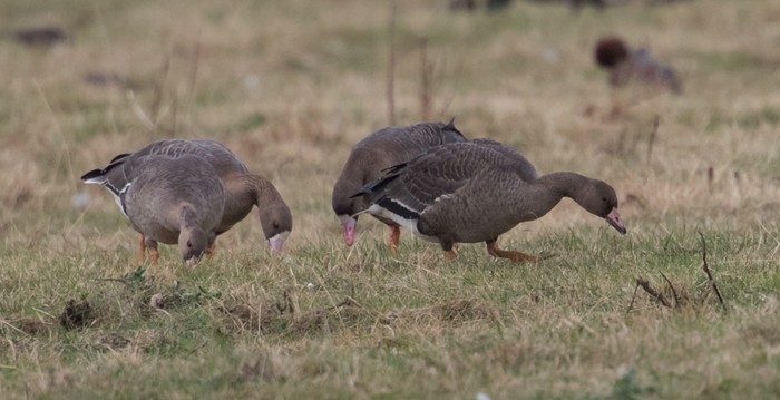 Eurasian White-fronted Goose