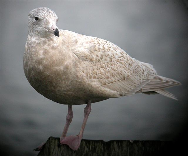 Glaucous Gull
