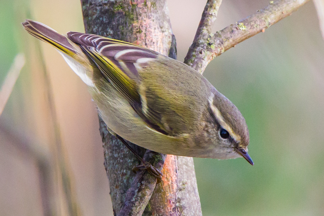 Hume's Yellow-browed Warbler
