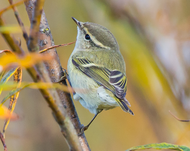 Hume's Yellow-browed Warbler