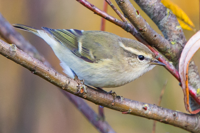 Hume's Yellow-browed Warbler