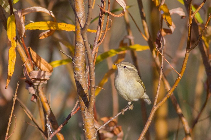 Hume's Yellow-browed Warbler