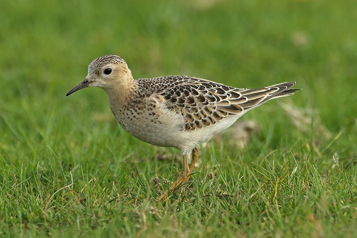 Buff-breasted Sandpiper