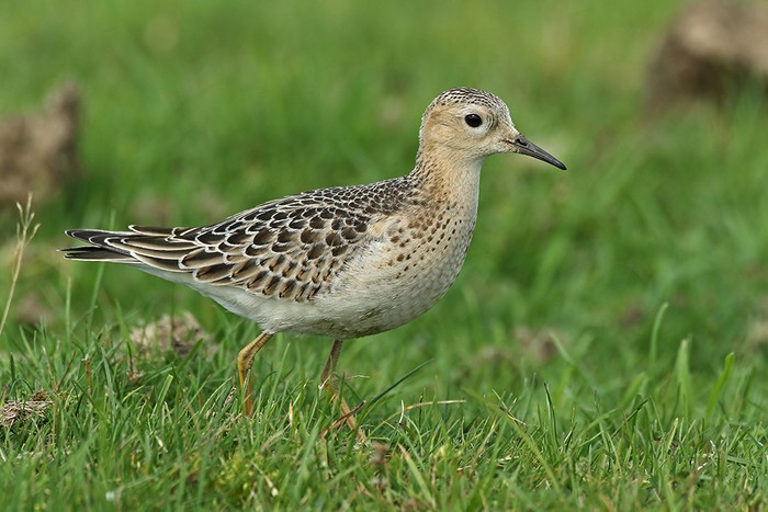 Buff-breasted Sandpiper