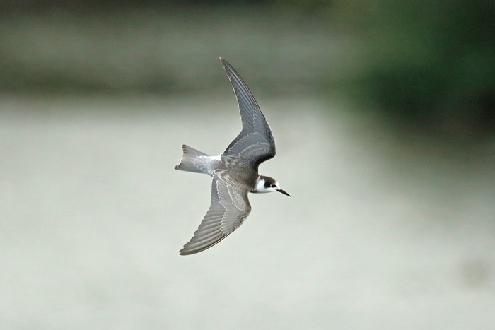 Black Tern