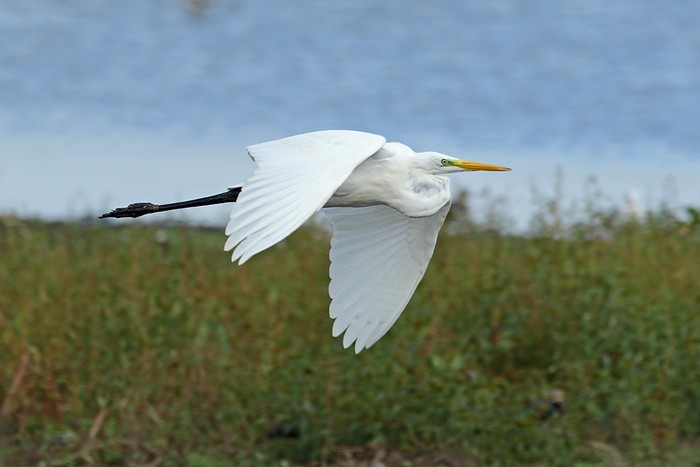 Great White Egret