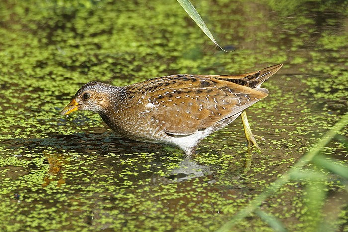 Spotted Crake