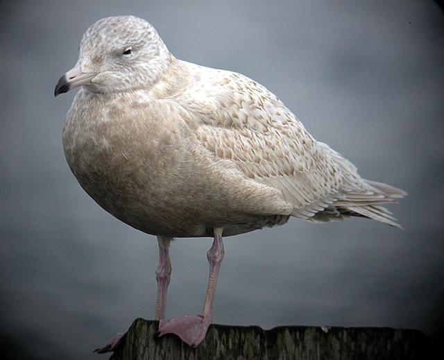 Glaucous Gull
