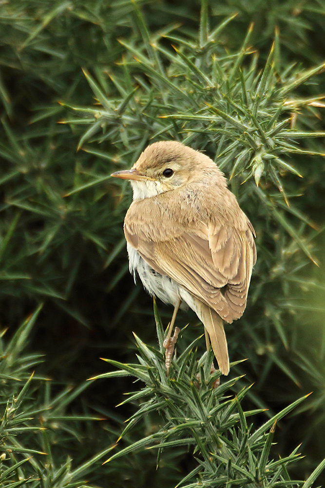 Booted Warbler