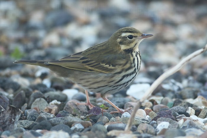 Olive-backed Pipit