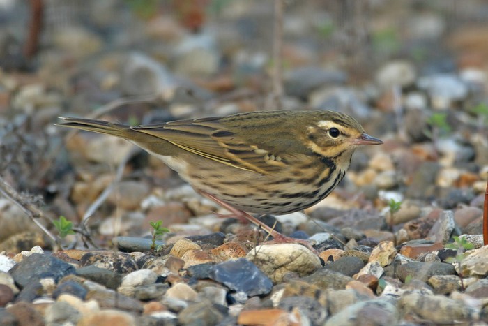 Olive-backed Pipit