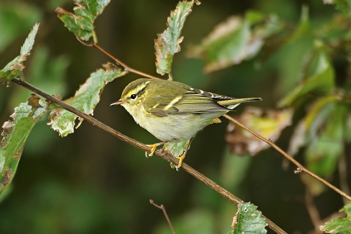 Yellow-browed Warbler