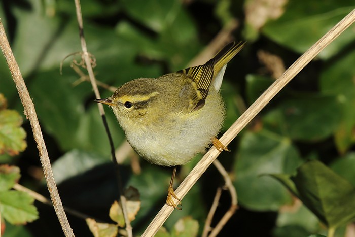 Yellow-browed Warbler