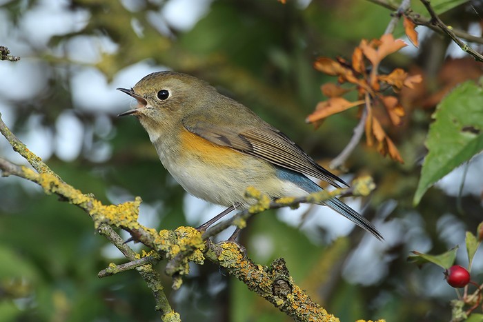 Red-flanked Bluetail
