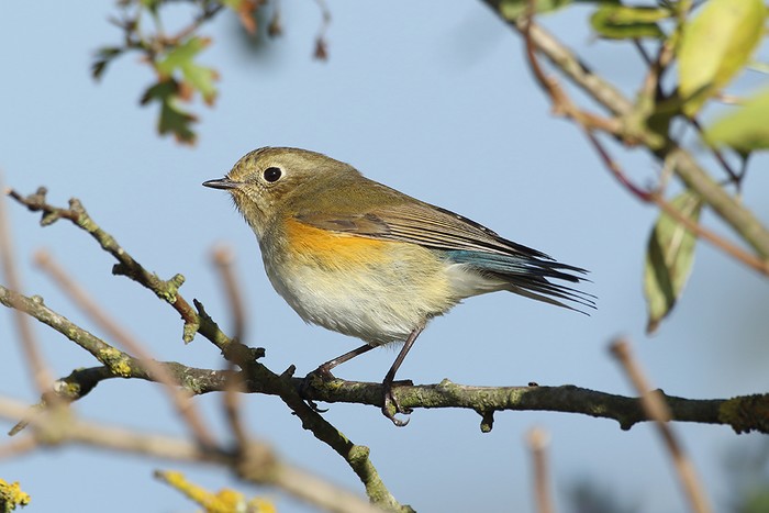 Red-flanked Bluetail