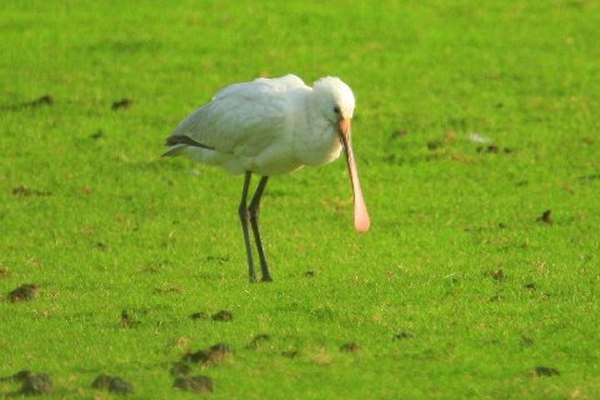 Spoonbill