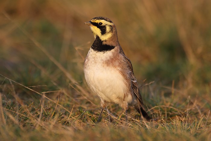 Shorelark