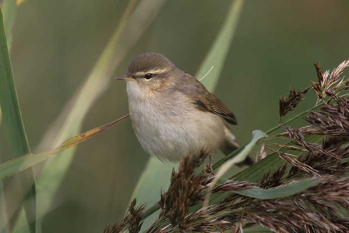 Dusky Warbler