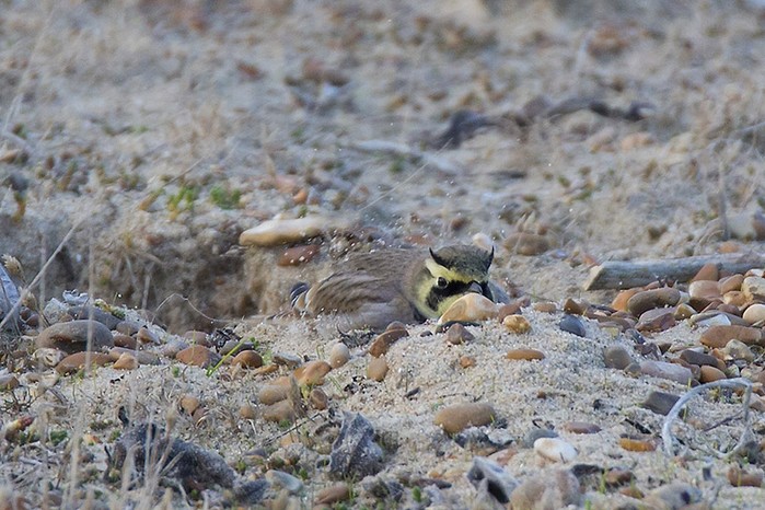 Shorelark
