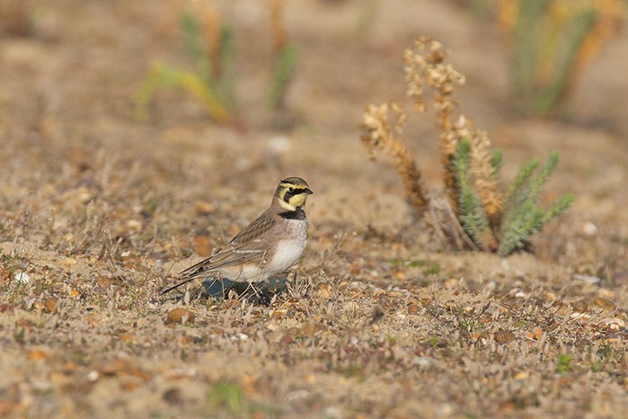 Shorelark