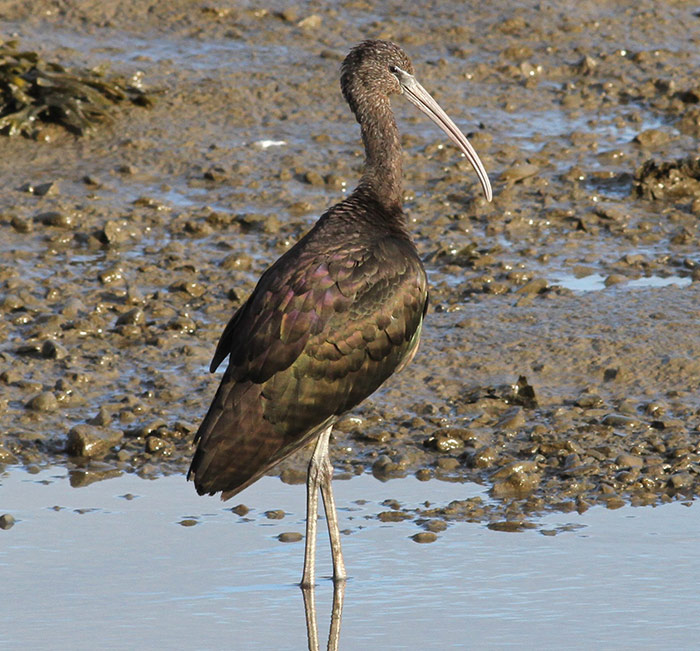 Glossy Ibis