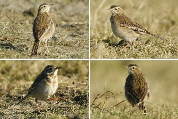 Richard's Pipit