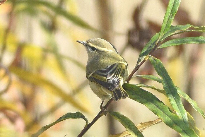 Hume's Yellow-browed Warbler