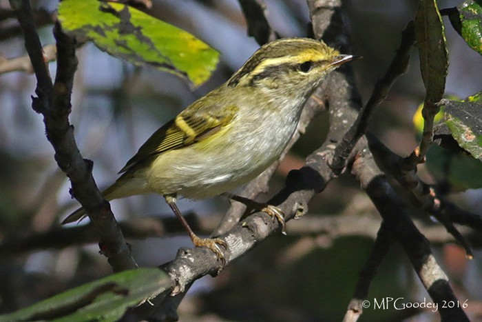 Pallas's Warbler