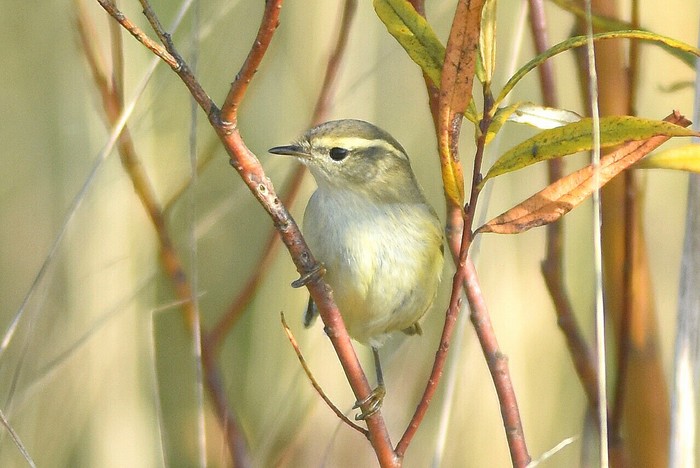 Hume's Yellow-browed Warbler