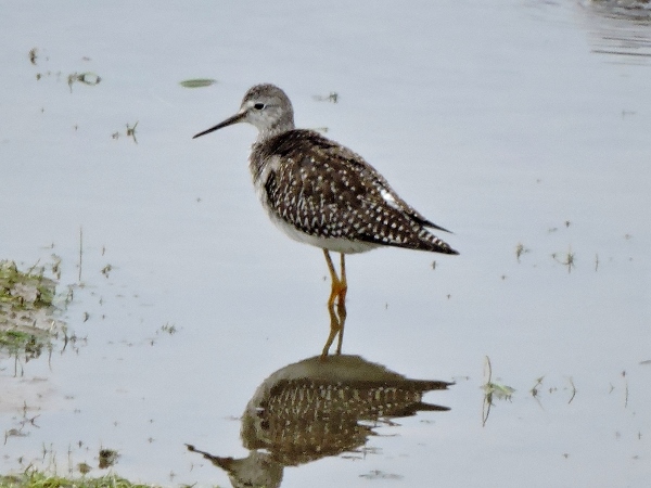 Lesser Yellowlegs