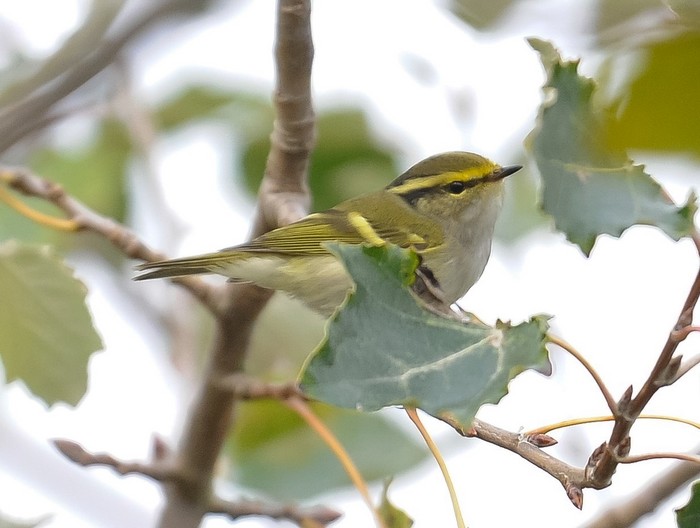 Pallas's Warbler