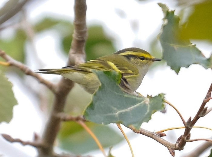 Pallas's Warbler