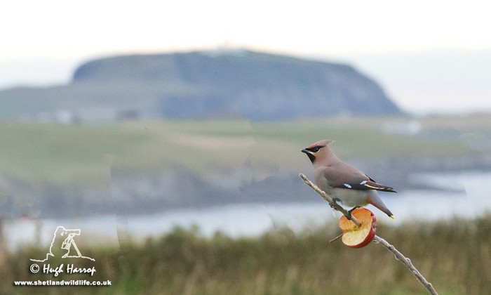 Waxwing