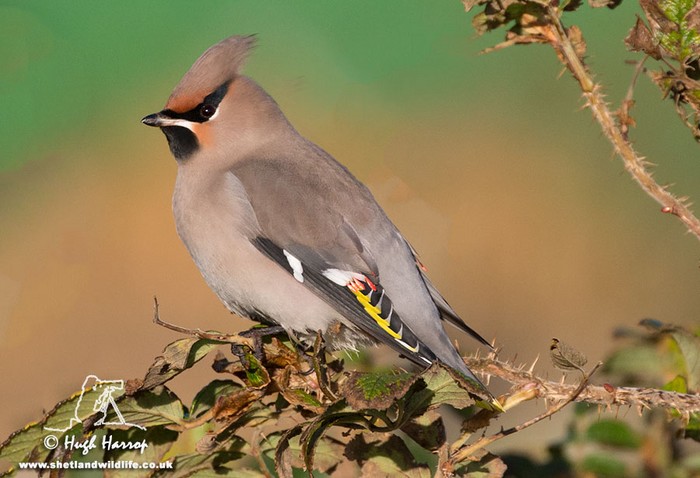 Waxwing