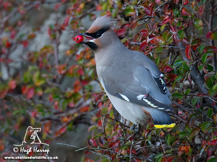 Waxwing