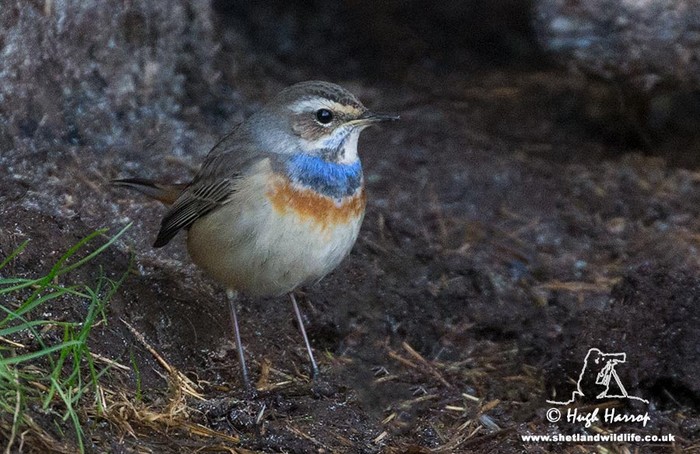 Bluethroat