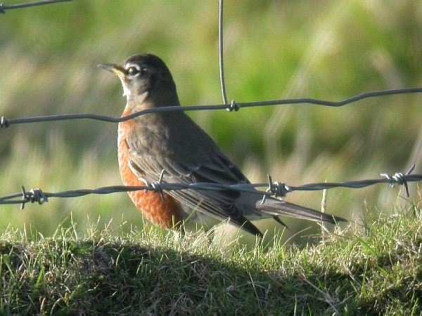 American Robin