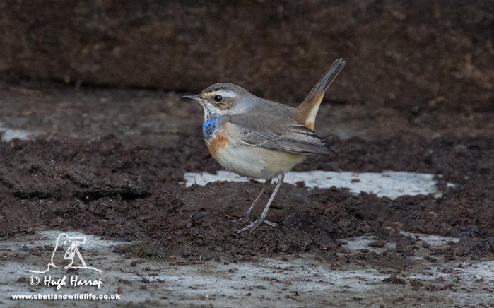 Bluethroat