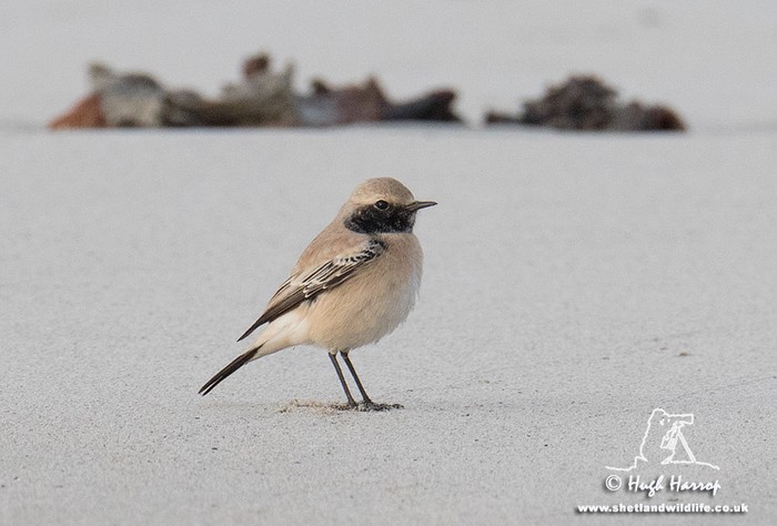 Desert Wheatear